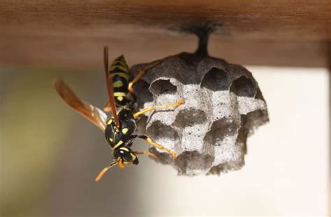 spiritual meaning of a wasp in your house